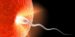 Egg Donation & IVF Treatment